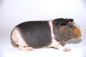 Elinor